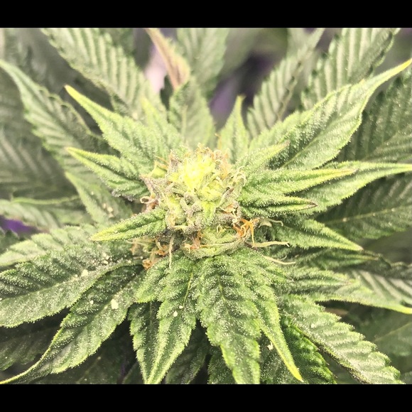 Latrobe Farmer’s Seeds Only Exotics Are Grown here - Picture 8 of 9